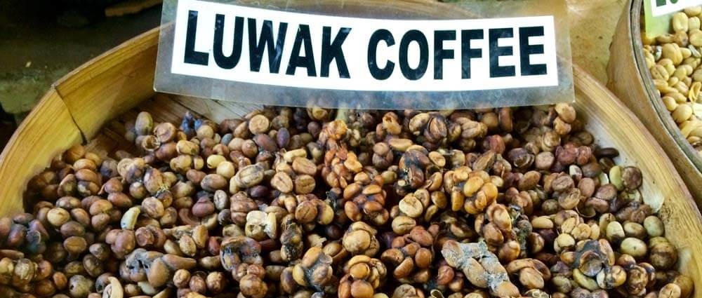 Der fertige Luwak Kaffee
